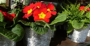 21st Feb 2014 - red flowers in silver pots..........