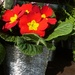 red flowers in silver pots.......... by quietpurplehaze