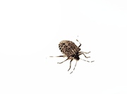 21st Feb 2014 - Stink Bug