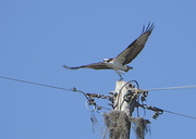 18th Feb 2014 - Osprey Taking Flight