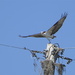 Osprey Taking Flight by rob257