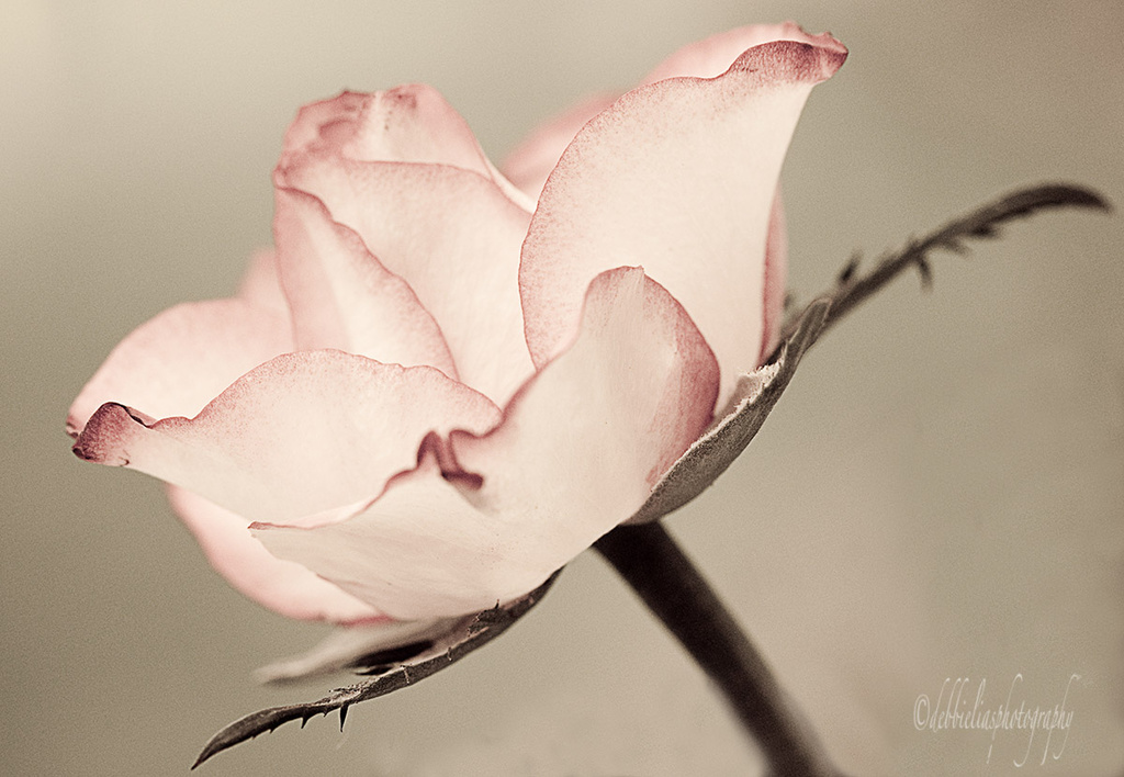 21.2.14 Rose by stoat