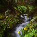 Spring Waters Run Abundantly by jgpittenger