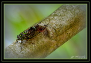 22nd Feb 2014 - cicada