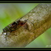 cicada by julzmaioro