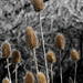 Teasel by pcoulson