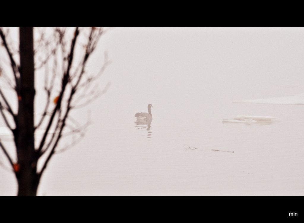 Lonely Goose by mhei