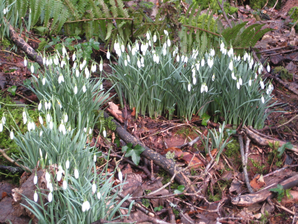 Snowdrops by susiemc