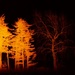 Firey Trees by digitalrn