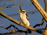 21st Feb 2014 - Woodpecker