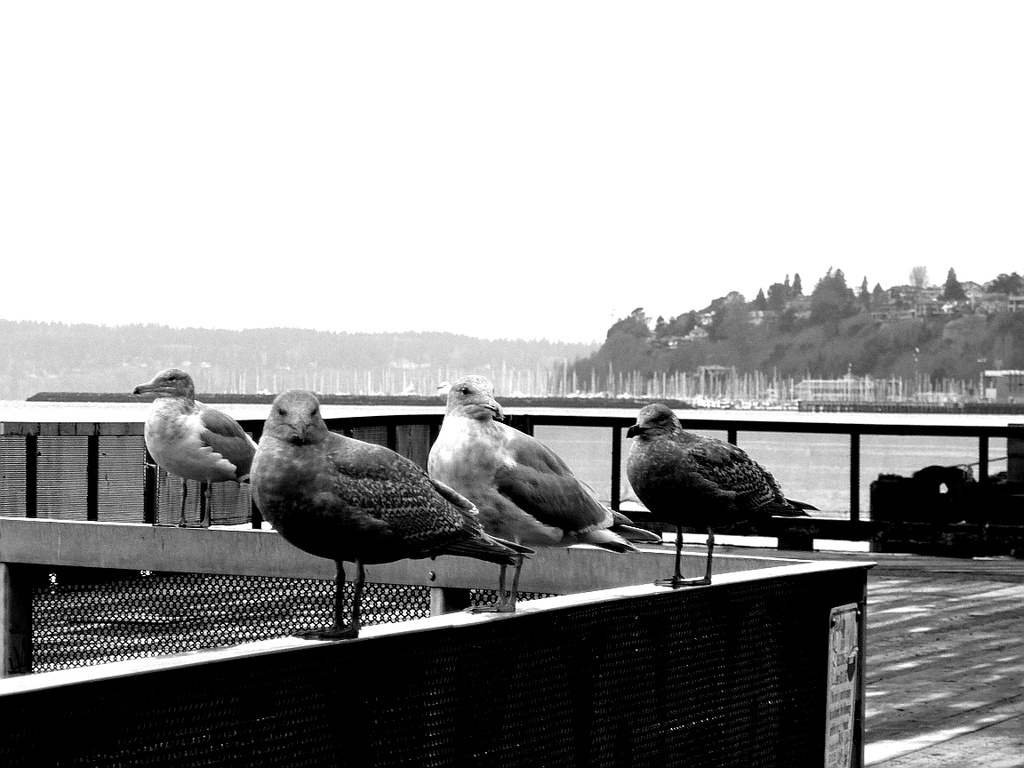The Gulls On The Pier by stephomy