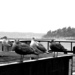 The Gulls On The Pier by stephomy