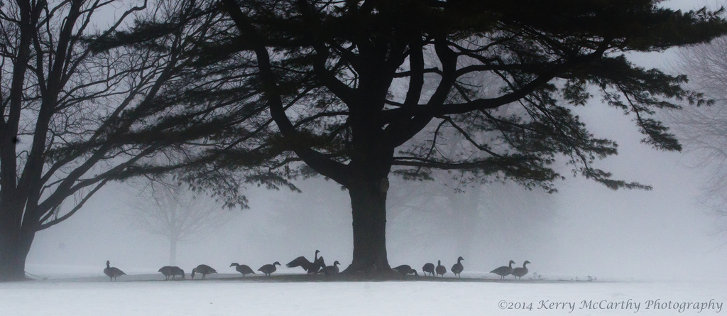 Geese taking a break by mccarth1