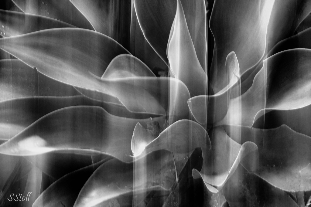 ICM Agave by bella_ss