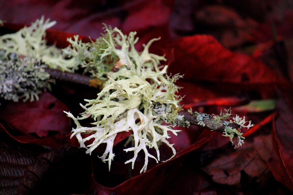 Lichen collection by jankoos
