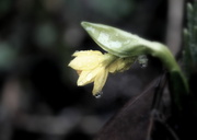 18th Feb 2014 - Daffodil tears.