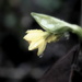 Daffodil tears. by jankoos