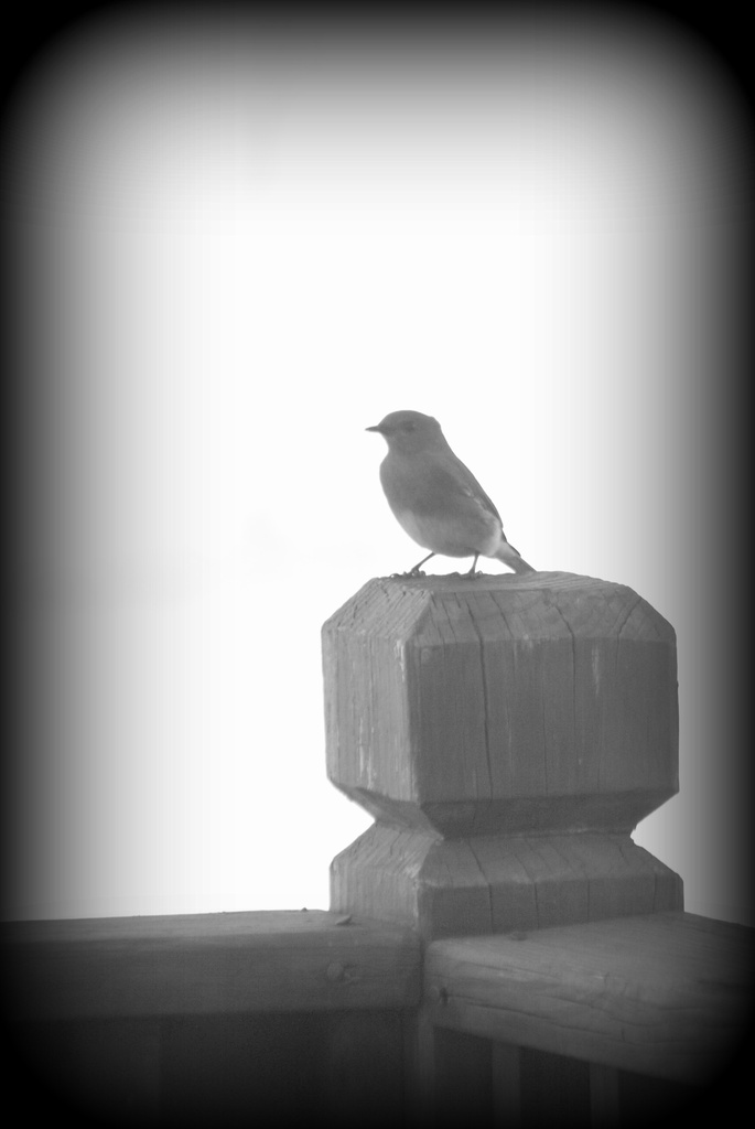 Perched on the Post by genealogygenie