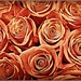 Vintage Roses by olivetreeann
