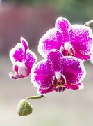 19th Feb 2014 - orchid