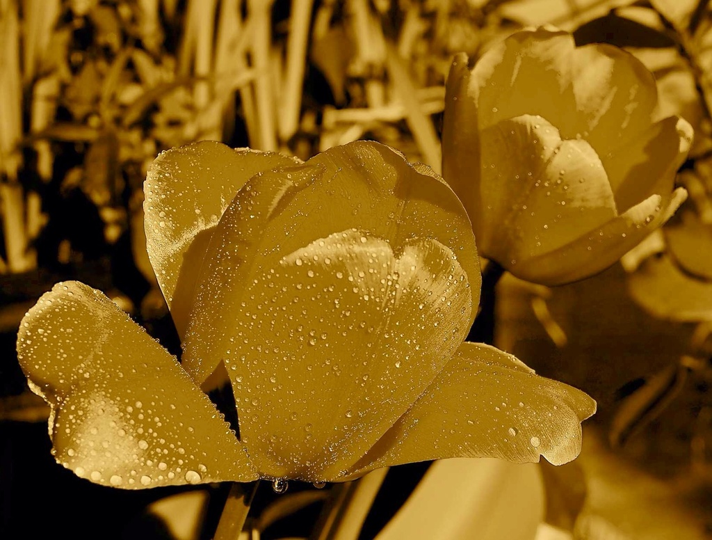Golden Tulips by redy4et