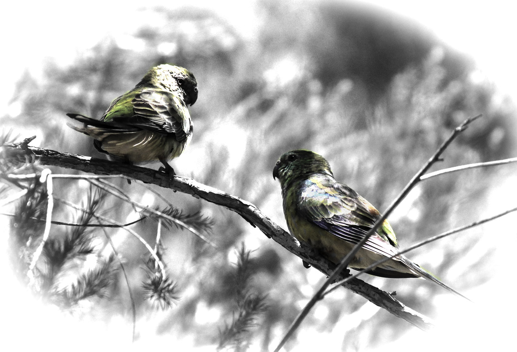 parrots by flyrobin