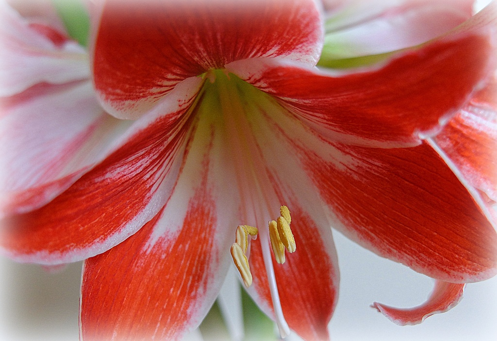 the 10th and last red amaryllis flower to open by quietpurplehaze