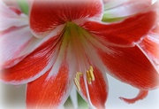 22nd Feb 2014 - the 10th and last red amaryllis flower to open