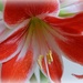 the 10th and last red amaryllis flower to open by quietpurplehaze