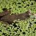 22nd February 2014 - F for Frog by pamknowler
