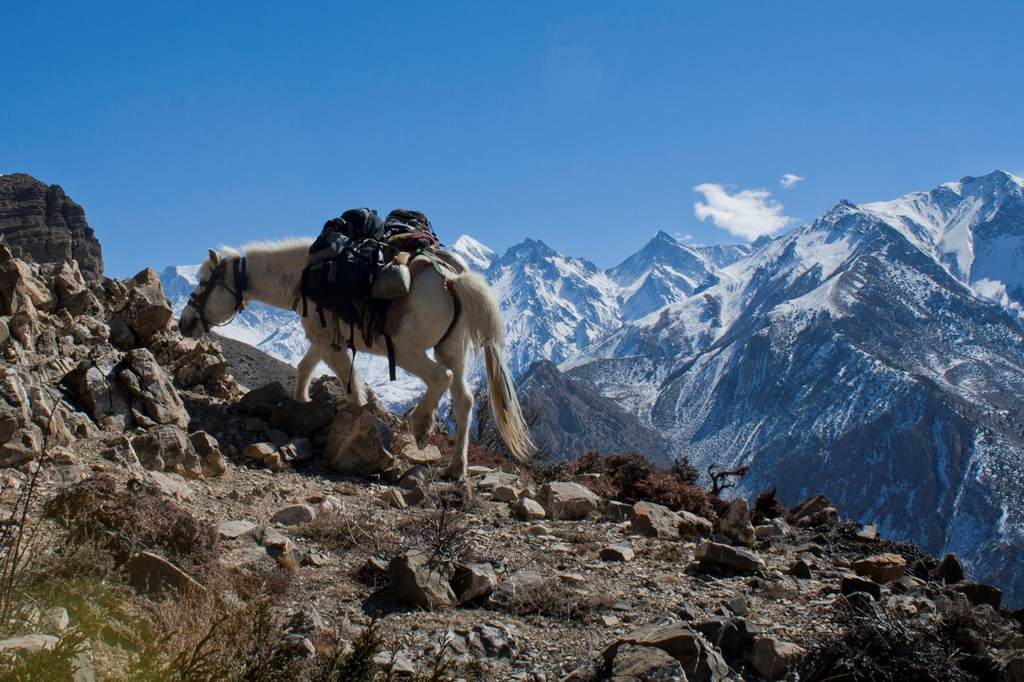 The Himalaya on Horseback  by lily