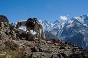 18th Feb 2014 - The Himalaya on Horseback 