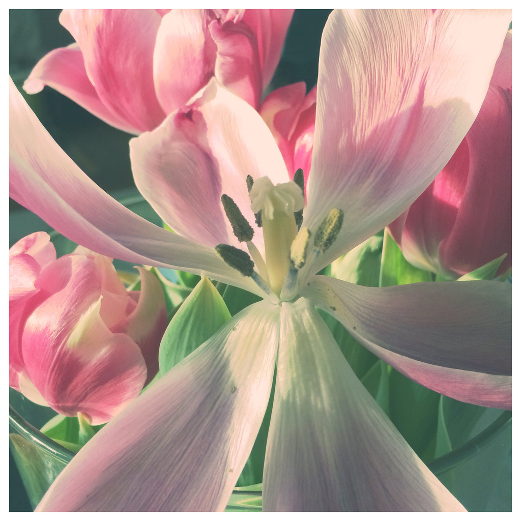 Pink Tulips 2 by yogiw
