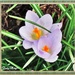 Crocuses, the little beauty. by ladymagpie