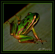 23rd Feb 2014 - Froggy