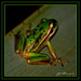 Froggy by julzmaioro