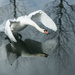 Swan II by rachel70