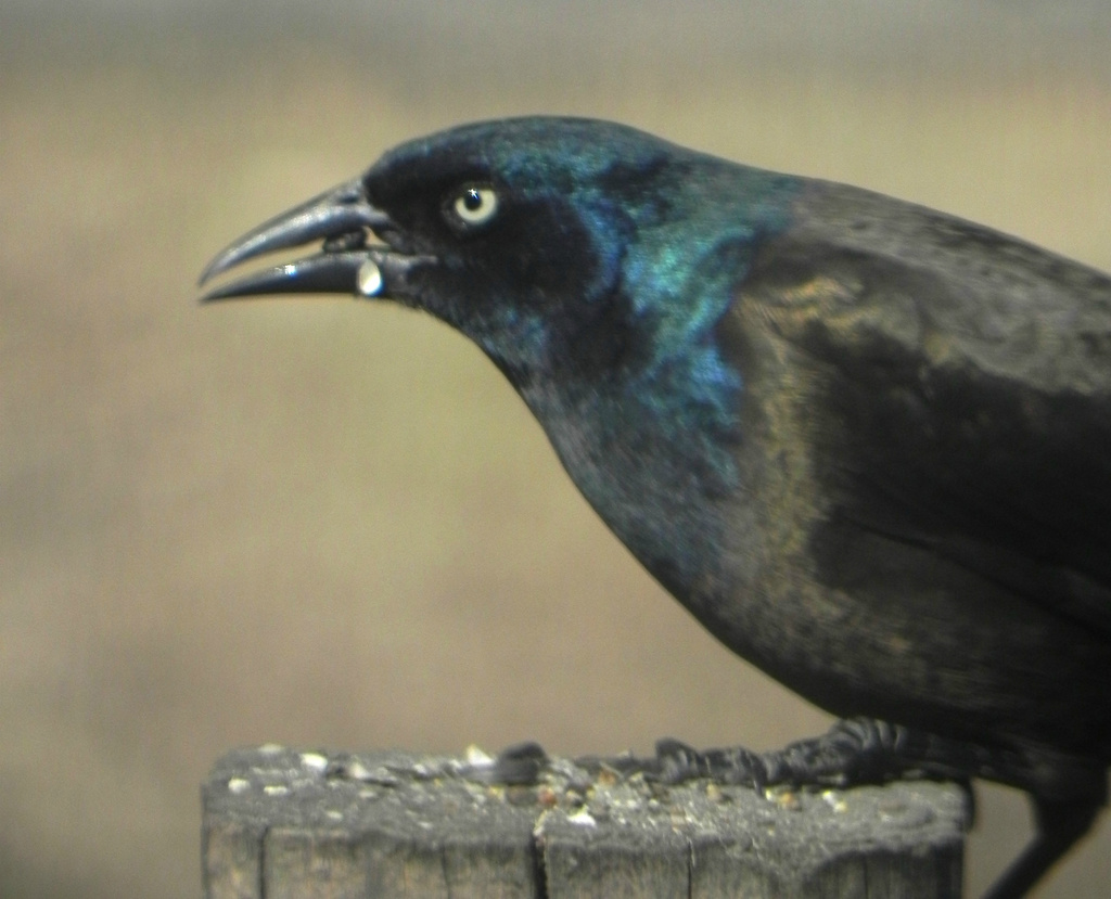 Common Grackle  by mej2011