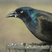 Common Grackle  by mej2011