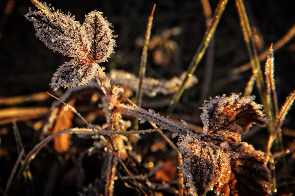 And Yet Another Frosty Morning by milaniet