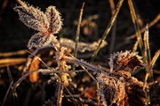 22nd Feb 2014 - And Yet Another Frosty Morning
