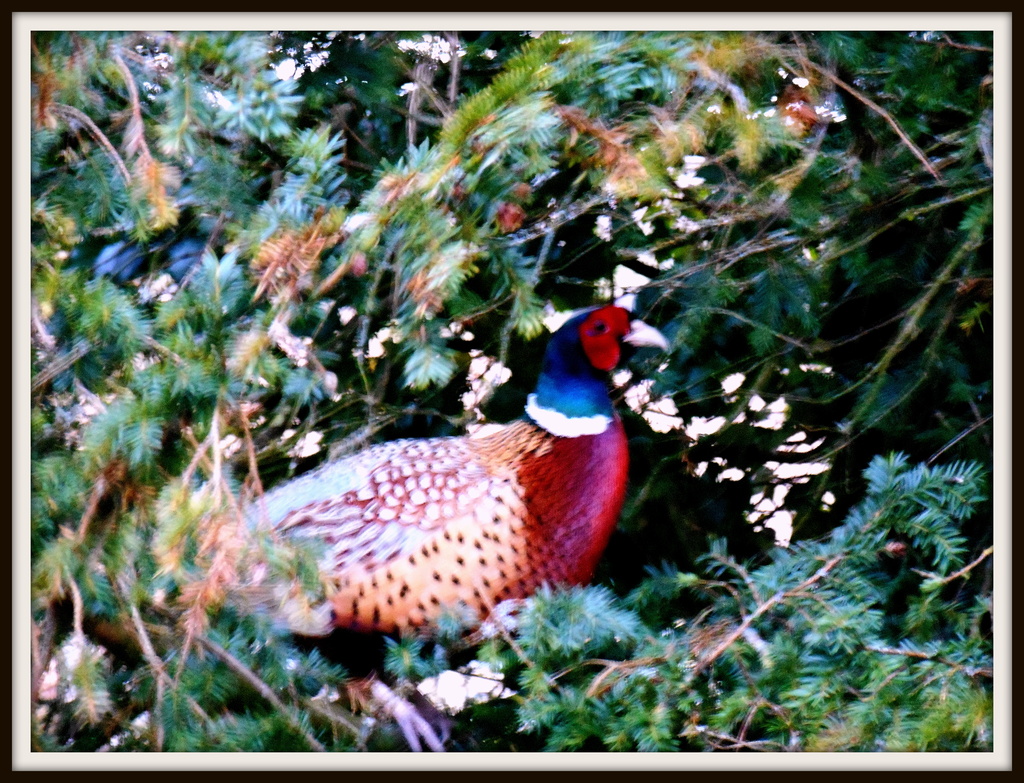 A Pheasant in the fir tree.... by snowy