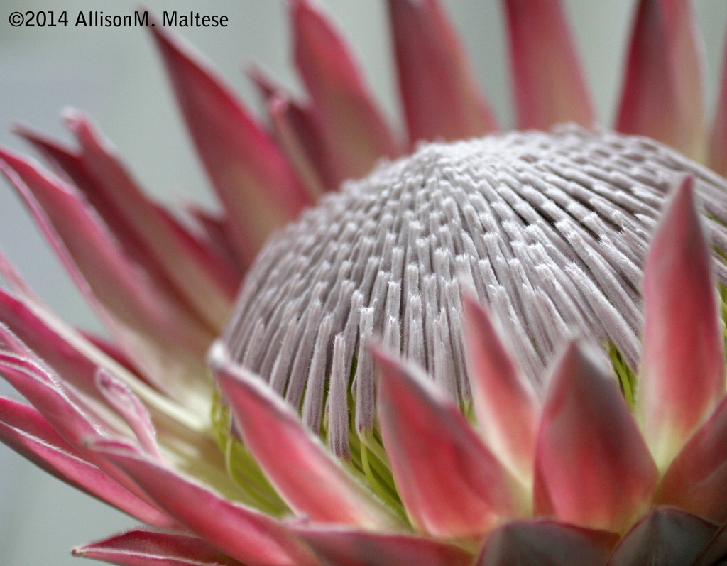 King Protea by falcon11