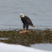 22nd Feb 2014 - Eagle and the Jellyfish