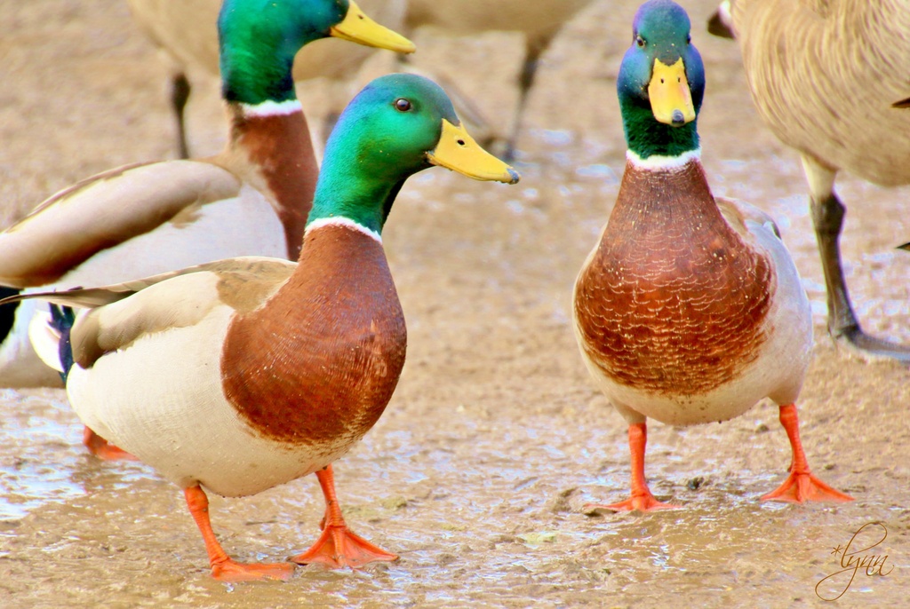 Ducks In The Muck by lynnz