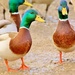 Ducks In The Muck by lynnz