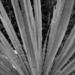 Stringy Yucca by stephomy