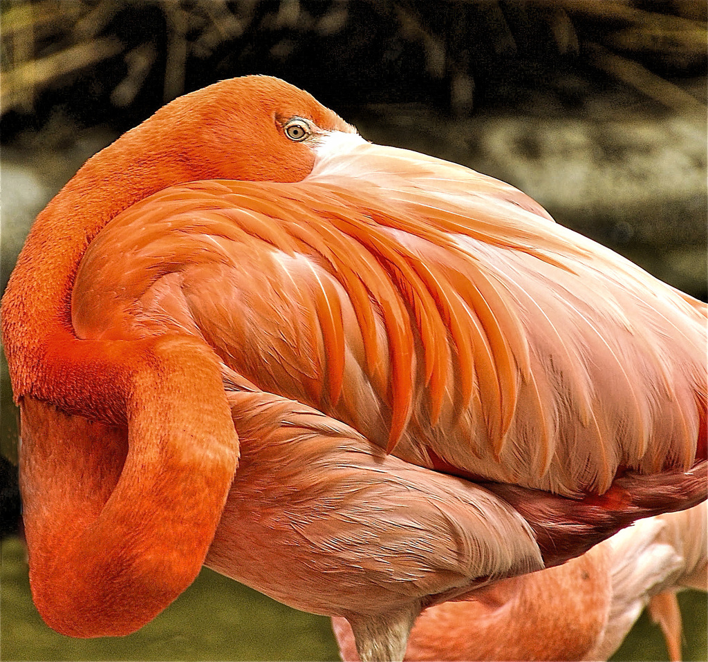 Flamingo Tangle  by joysfocus