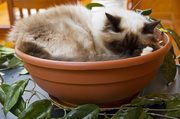 22nd Feb 2014 - Cat Plant