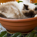 Cat Plant by helenw2